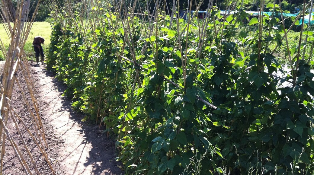 Borgonyà was a former industrial colony in the margin of the river Ter, in Osona, Catalonia
