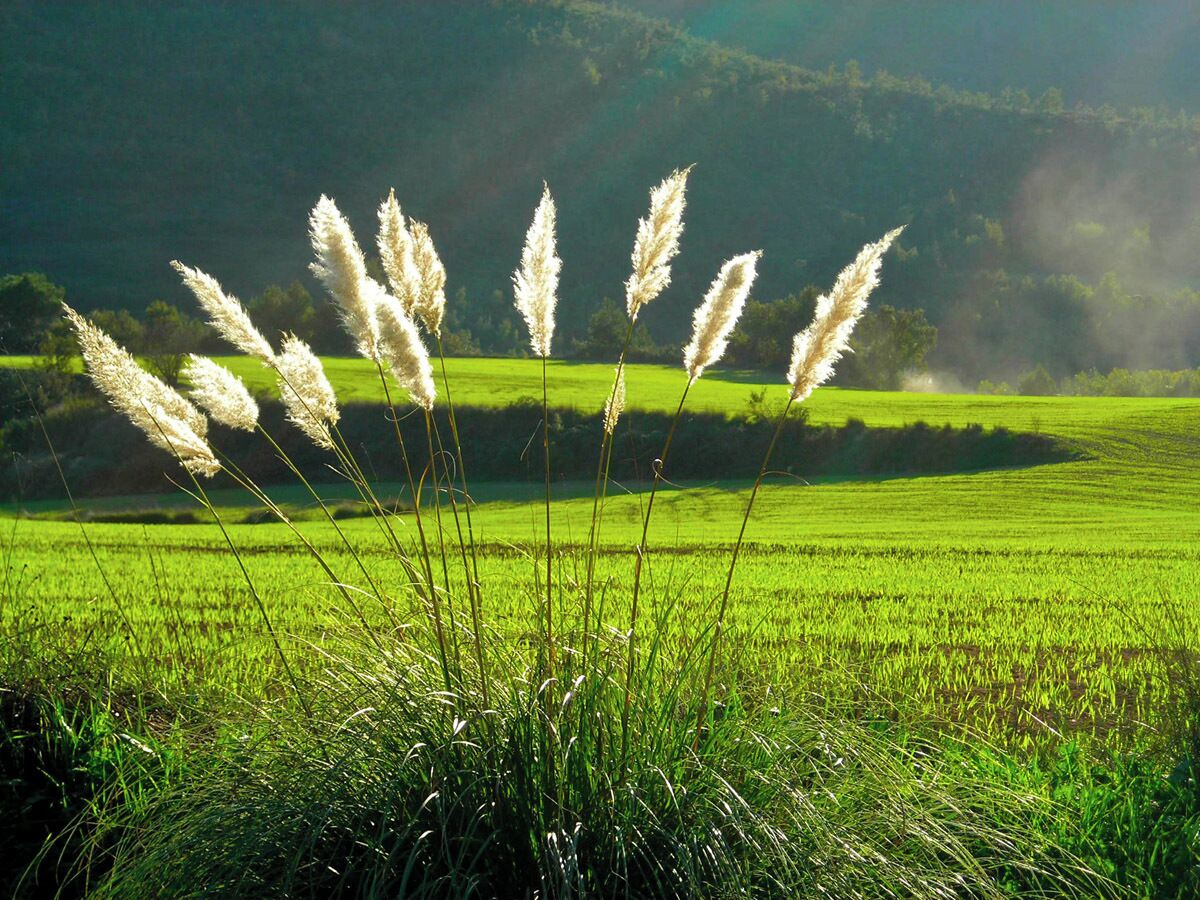 Paisatge del Bages amb canyes