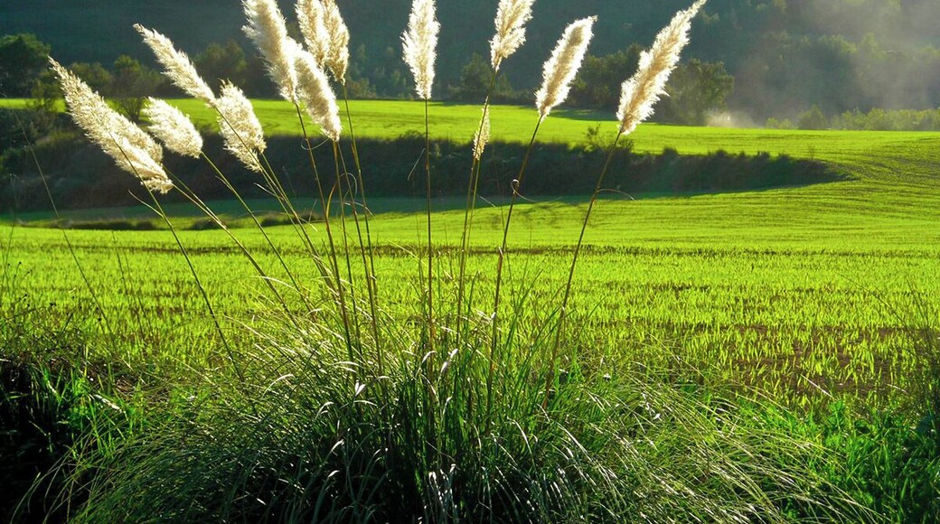 Paisatge del Bages amb canyes
