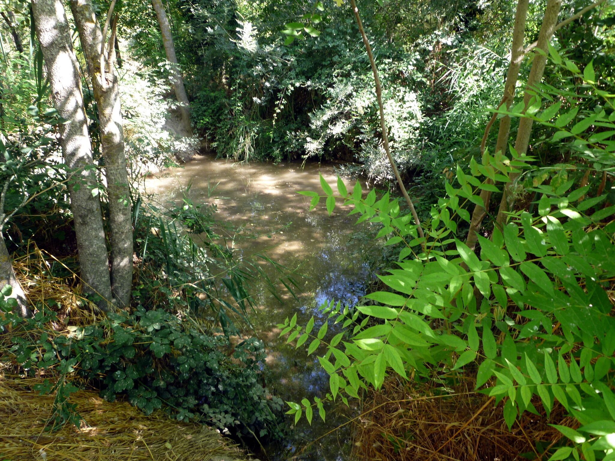 Font de les Branques del Castell de Santa Maria (Sant Guim de Freixenet): bassa que recull l'aigua