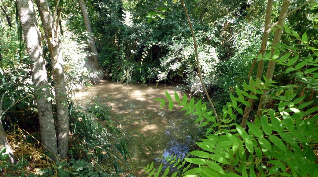 Font de les Branques del Castell de Santa Maria (Sant Guim de Freixenet): bassa que recull l'aigua