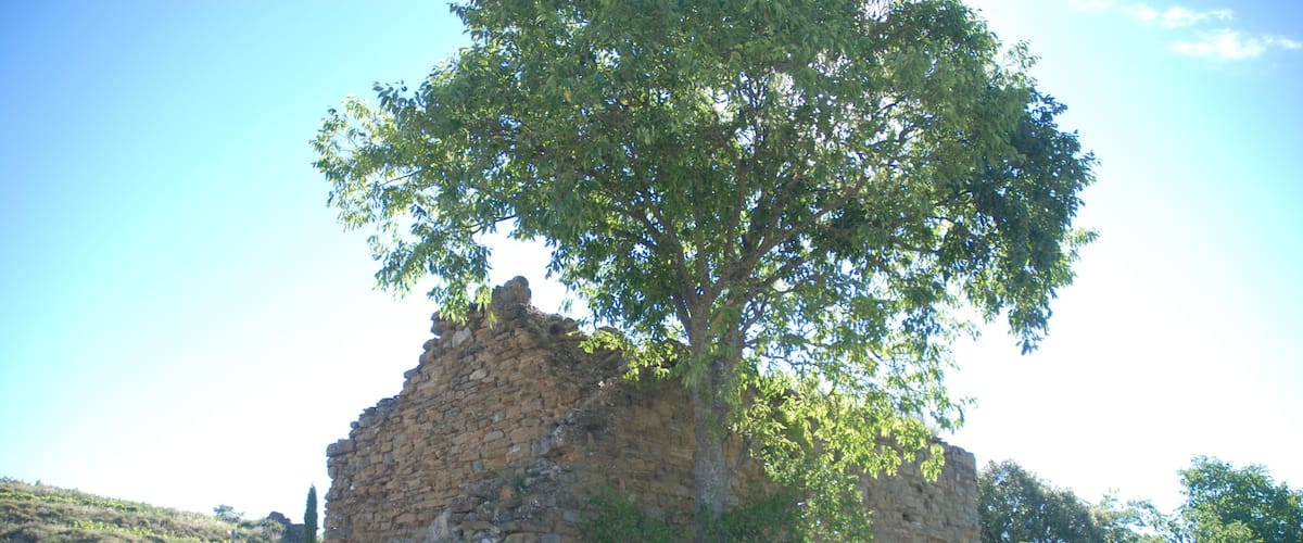 A stone ruin with a tree growing on top, surrounded by grass and a clear sky.