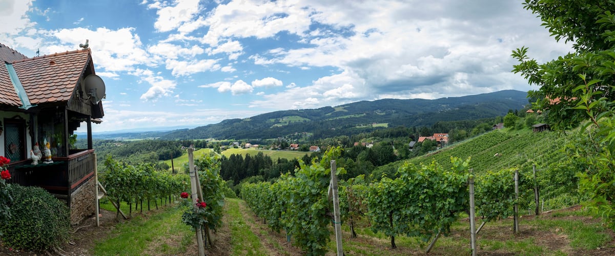 A vineyard with rows of grapevines, a house with a red-tiled roof, and a scenic view of rolling hills and distant houses.