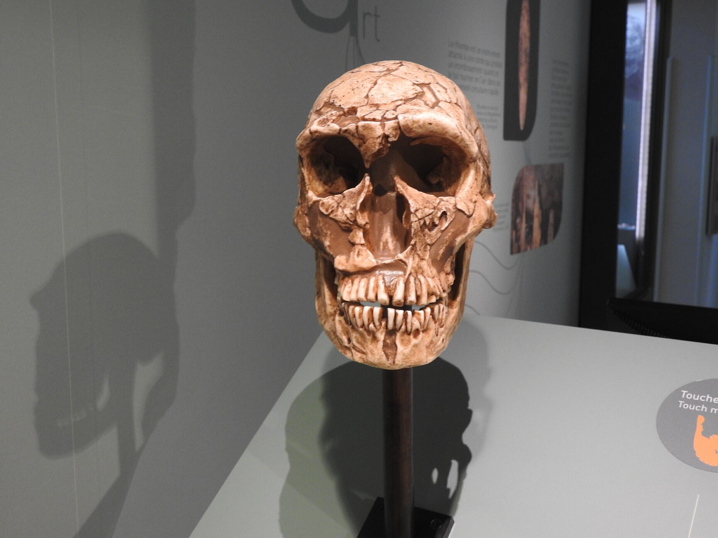 Neanderthal/néandertalien :

Our ancestors living in these caves there are some thousands of years.

Nos ancètres vivant dans ces grottes il y a quelques milliers d'années.