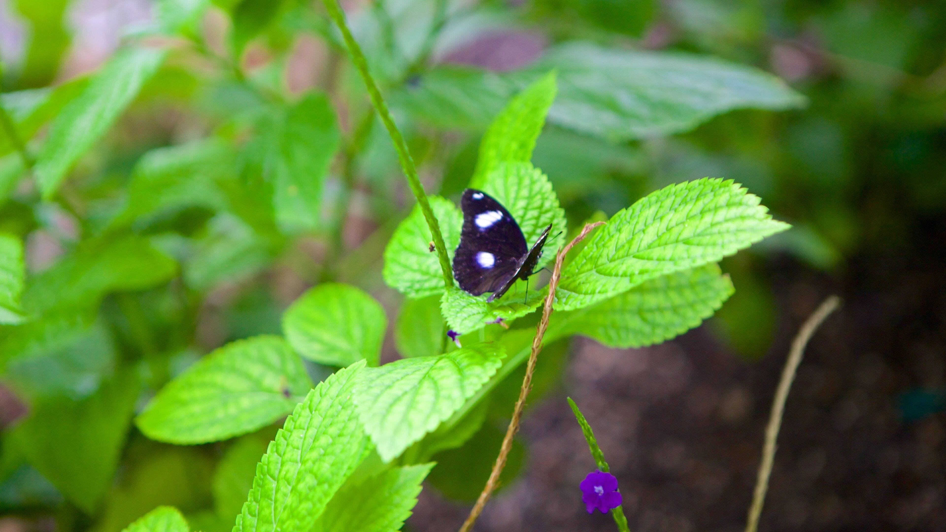 Science North mostrando animales
