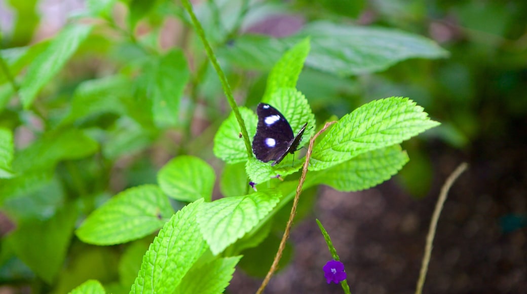 Science North mostrando animales