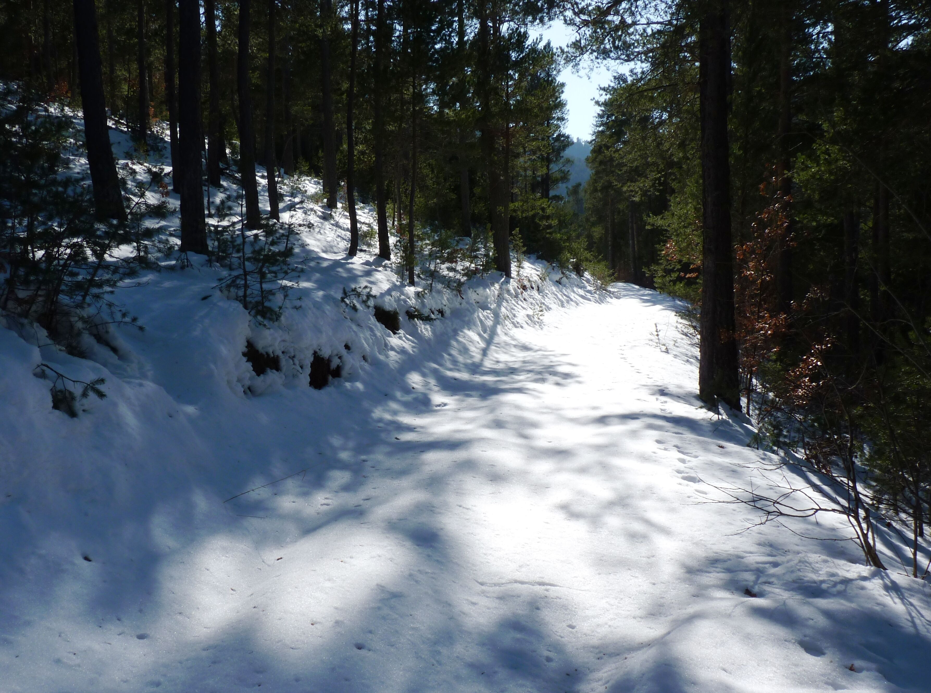 A snow-covered forest trail with tall trees and a clear sky.