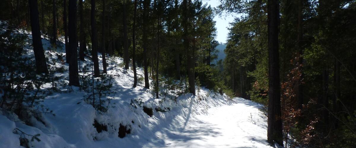 A snow-covered forest trail with tall trees and a clear sky.