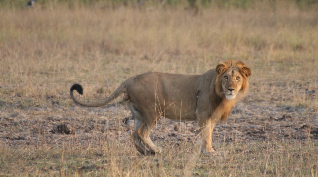 Abomey which includes land animals and dangerous animals