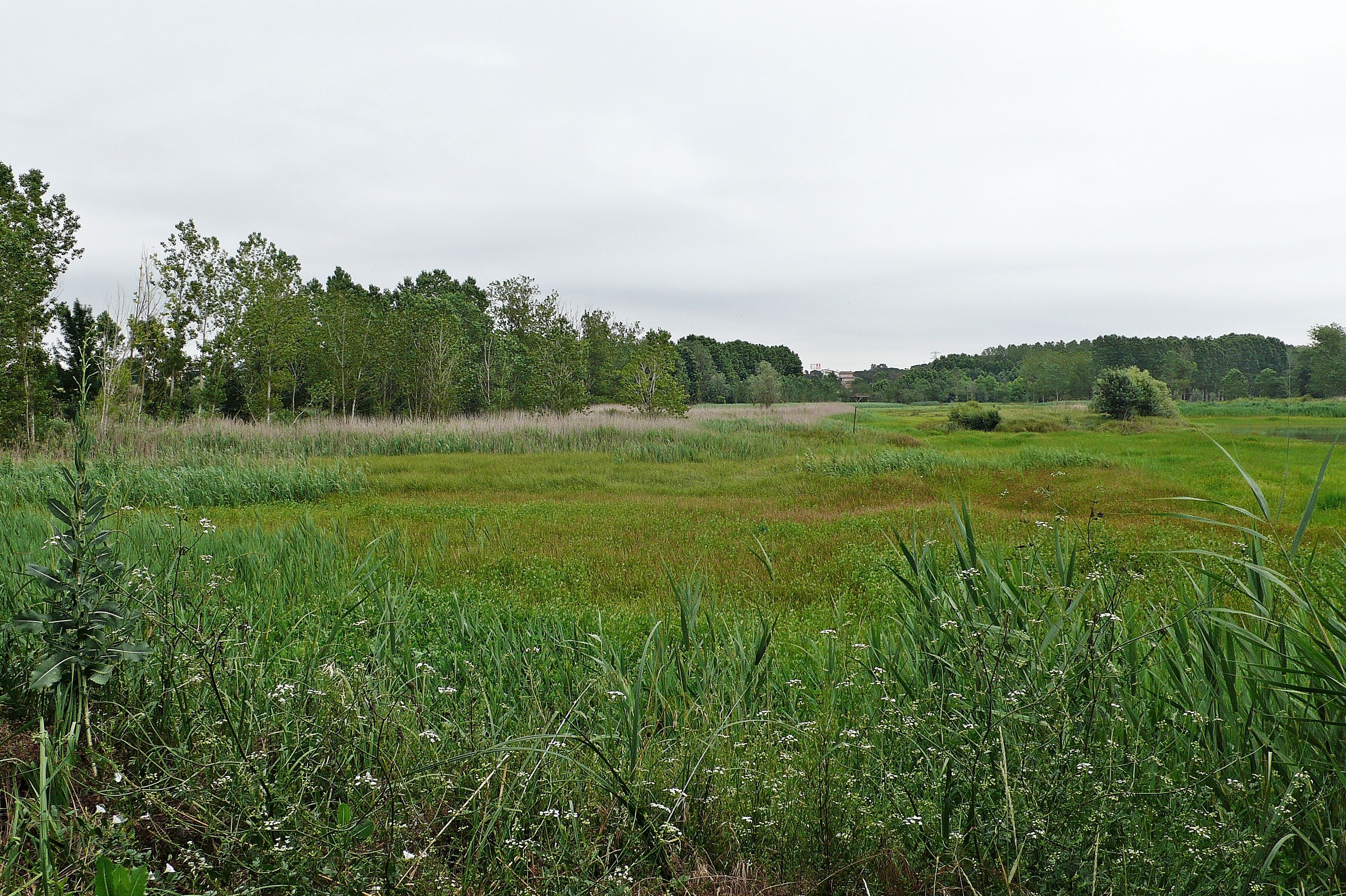estanque de sils-2014