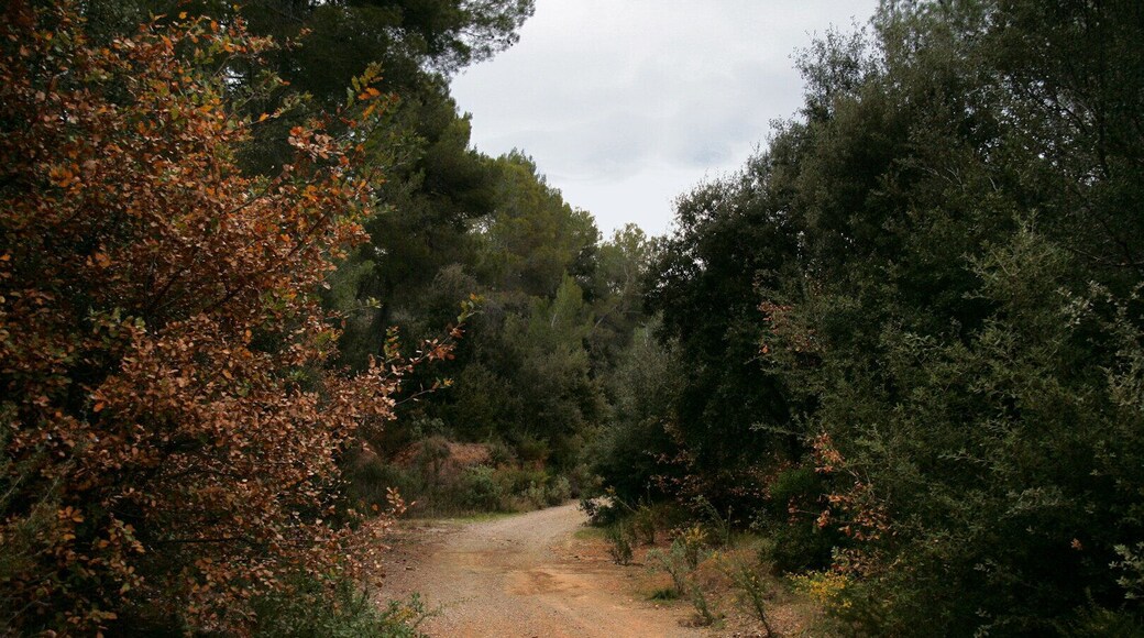 Camí del Molinot