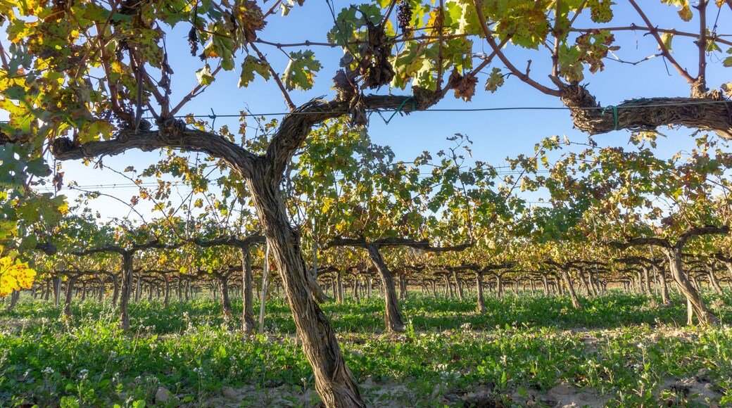 Sant Sadurní d'Anoia