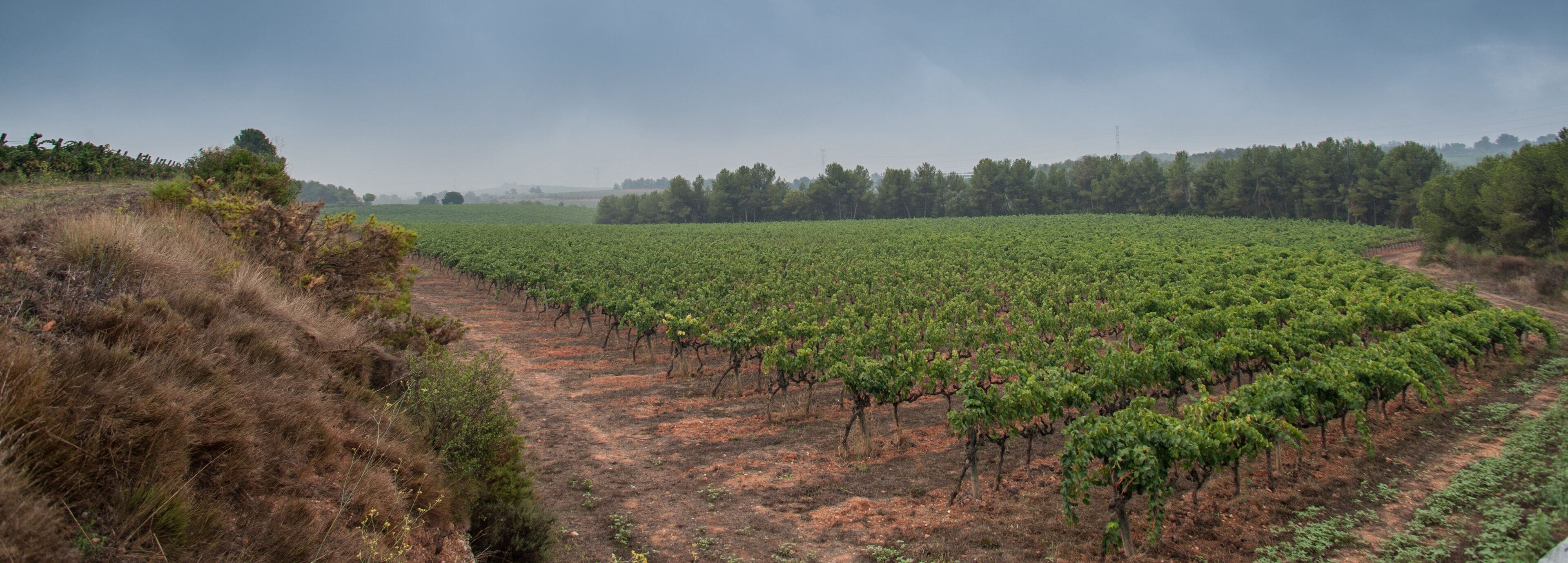 Sant Sadurni d'Anoia