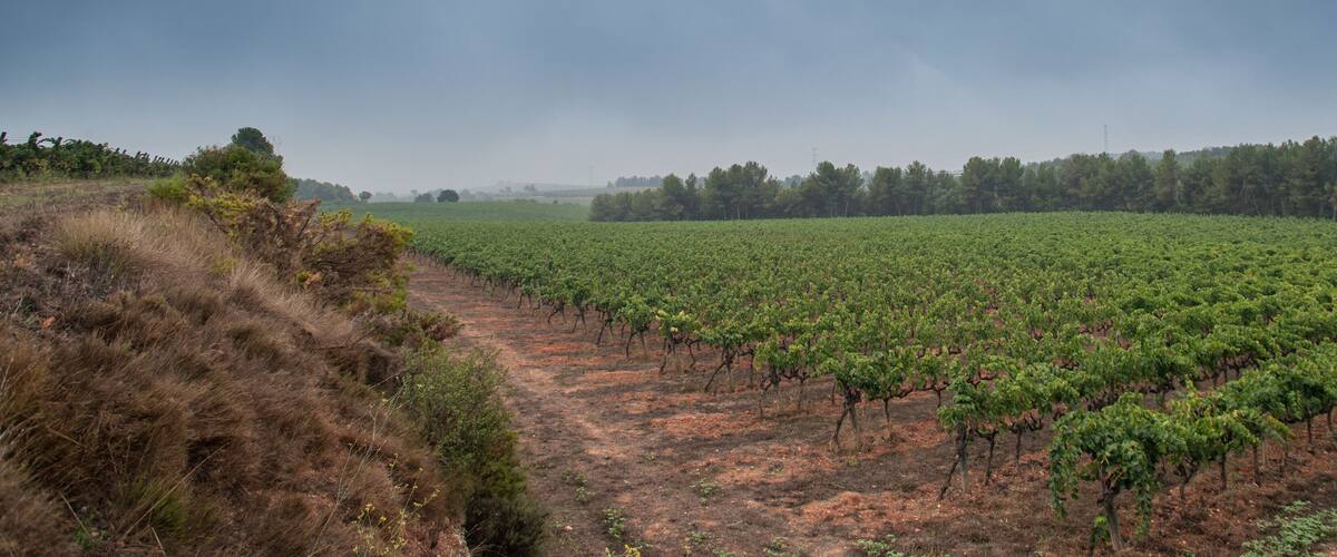A vineyard with rows of grapevines under a cloudy sky.