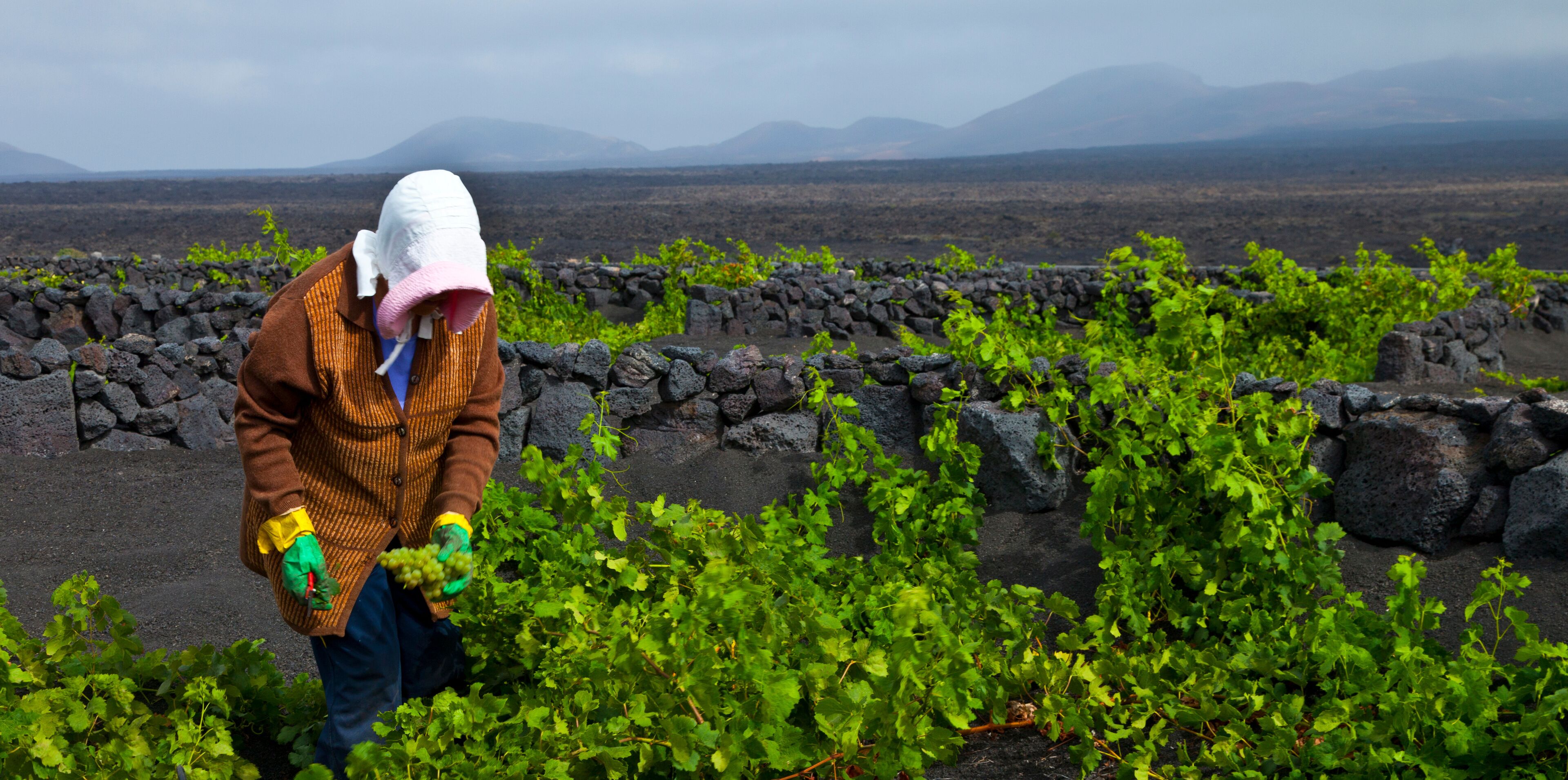 A person harvesting green grapes in a vineyard with a stone wall and a mountainous landscape in the background.