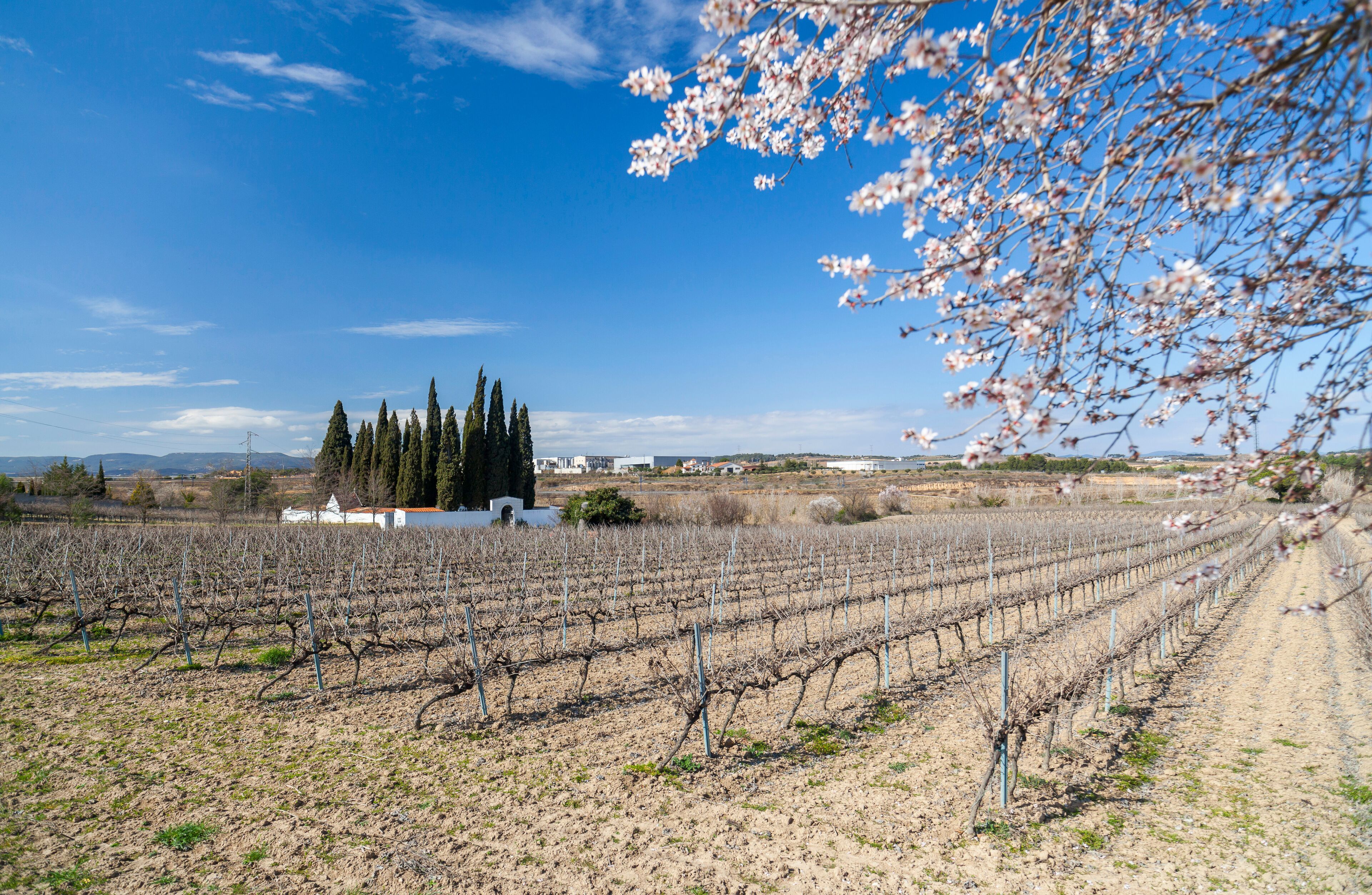 Landscape with vineyards in Penedes zone, Subirats,Catalonia,Spain.