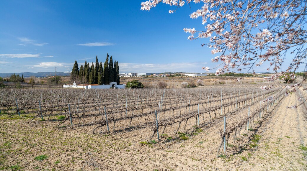Landscape with vineyards in Penedes zone, Subirats,Catalonia,Spain.