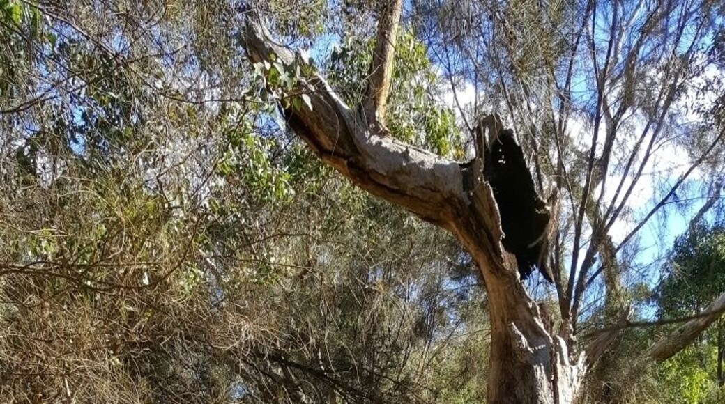 Just across the road from the Noble Falls Tavern is a little creek that feeds Noble Falls. Best during winter when theres been plenty of rain.