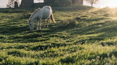 Un cheval blanc broute dans un champ, avec un bâtiment en pierre en arrière-plan.