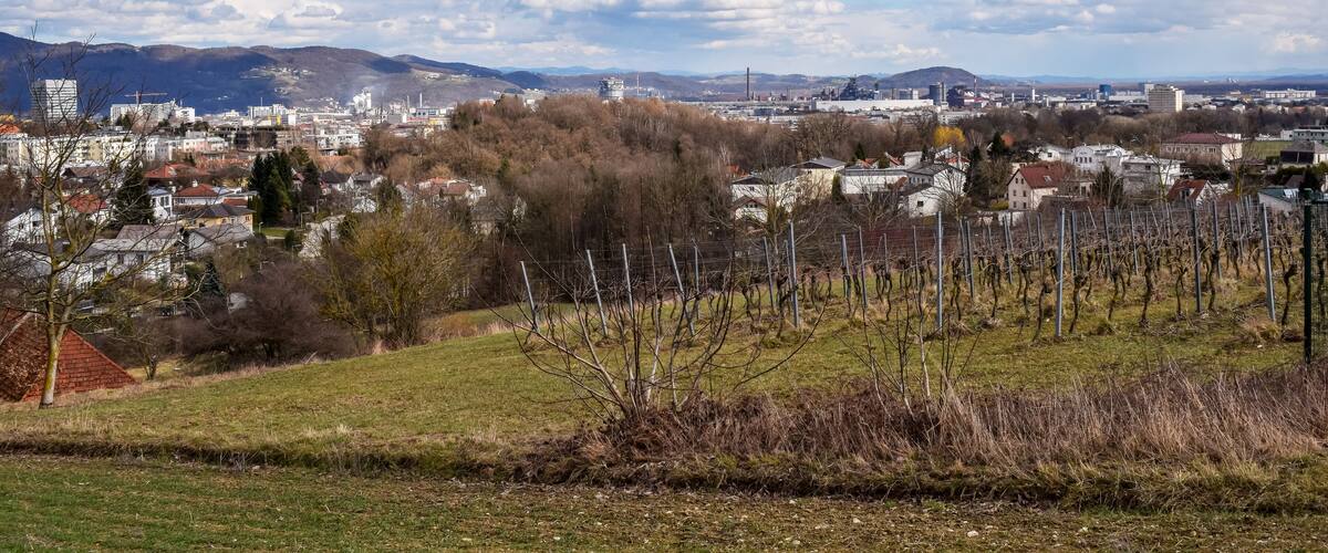 A cityscape with mountains in the background, vineyards in the foreground, and a clear sky.
