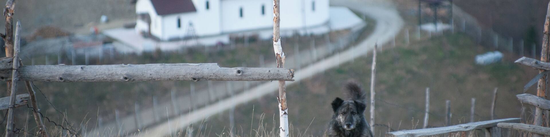 Our fluffy companion for the day!
He protected us from other dogs, guided us on safer paths, and made us smile!
#friendship
