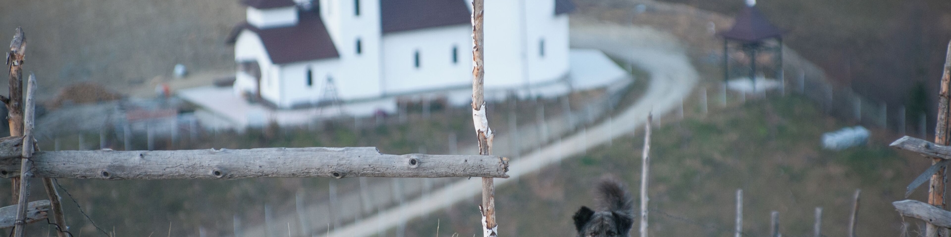 Our fluffy companion for the day!
He protected us from other dogs, guided us on safer paths, and made us smile!
#friendship