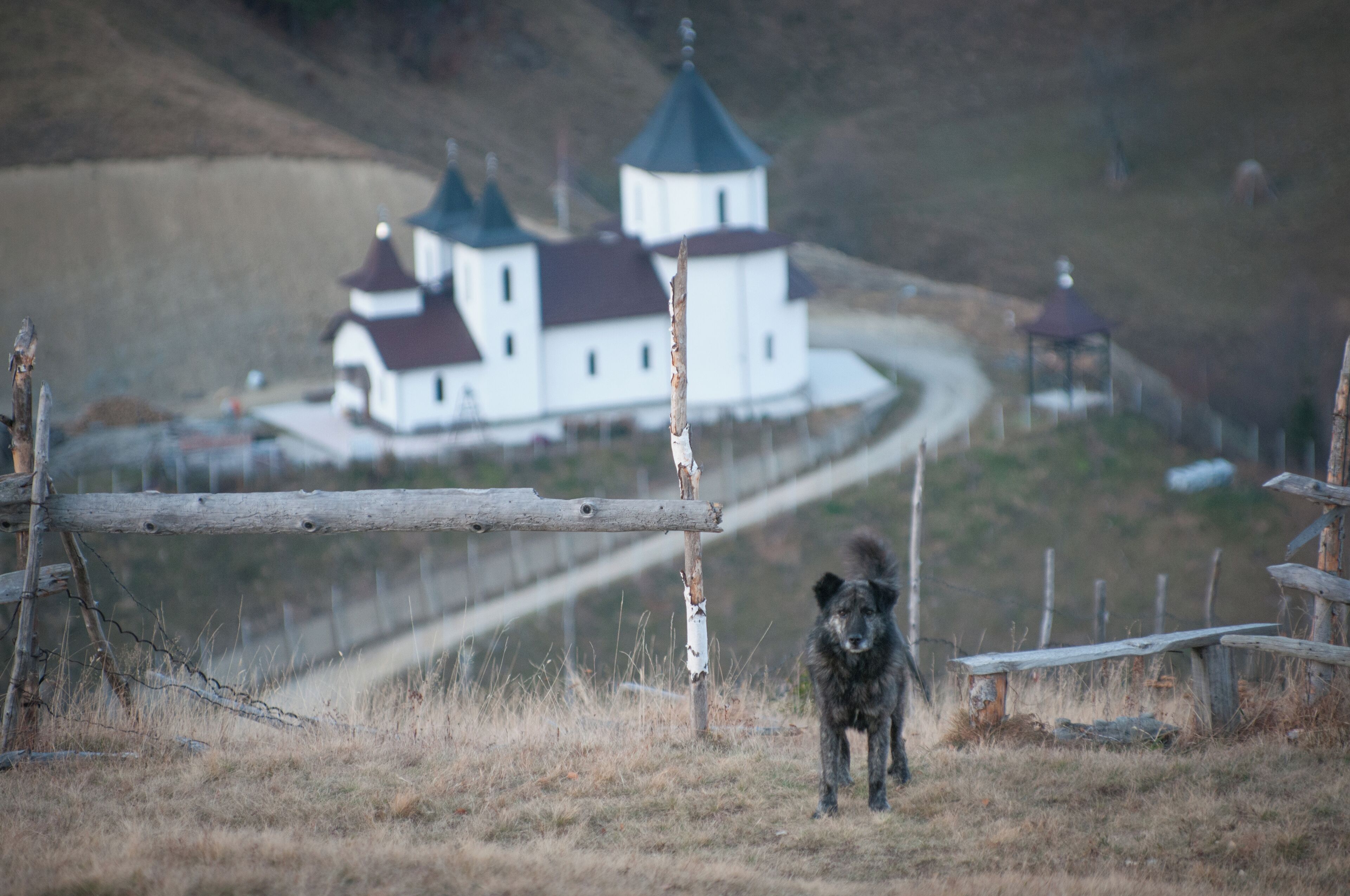 A rural landscape with a white church, a wooden fence, and a dog.