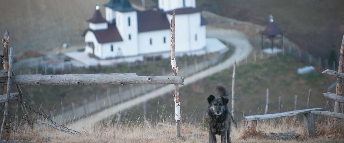 A rural landscape with a white church, a wooden fence, and a dog.