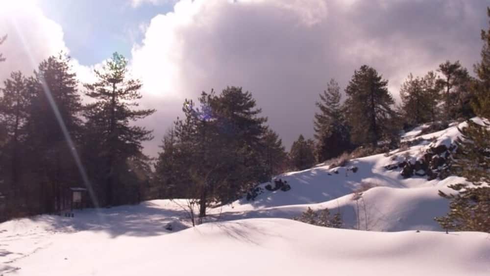 Un paysage enneigé avec des arbres et une petite cabane.