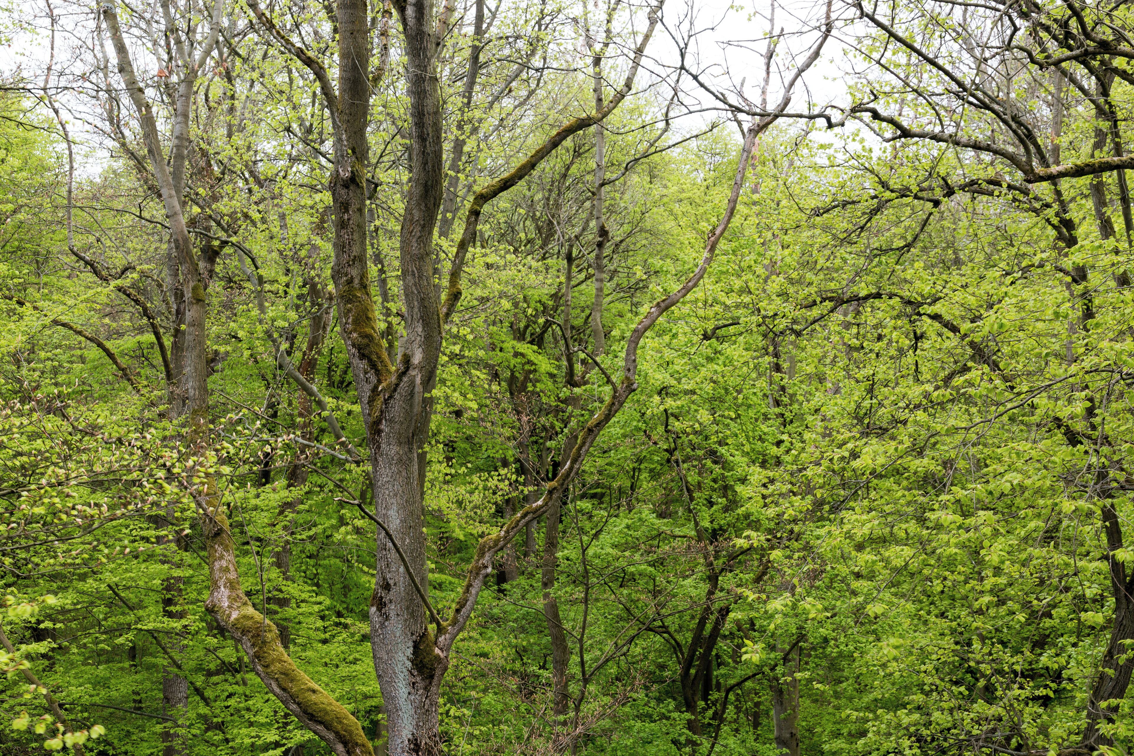 This is a picture of the protected area listed at WDPA under the ID