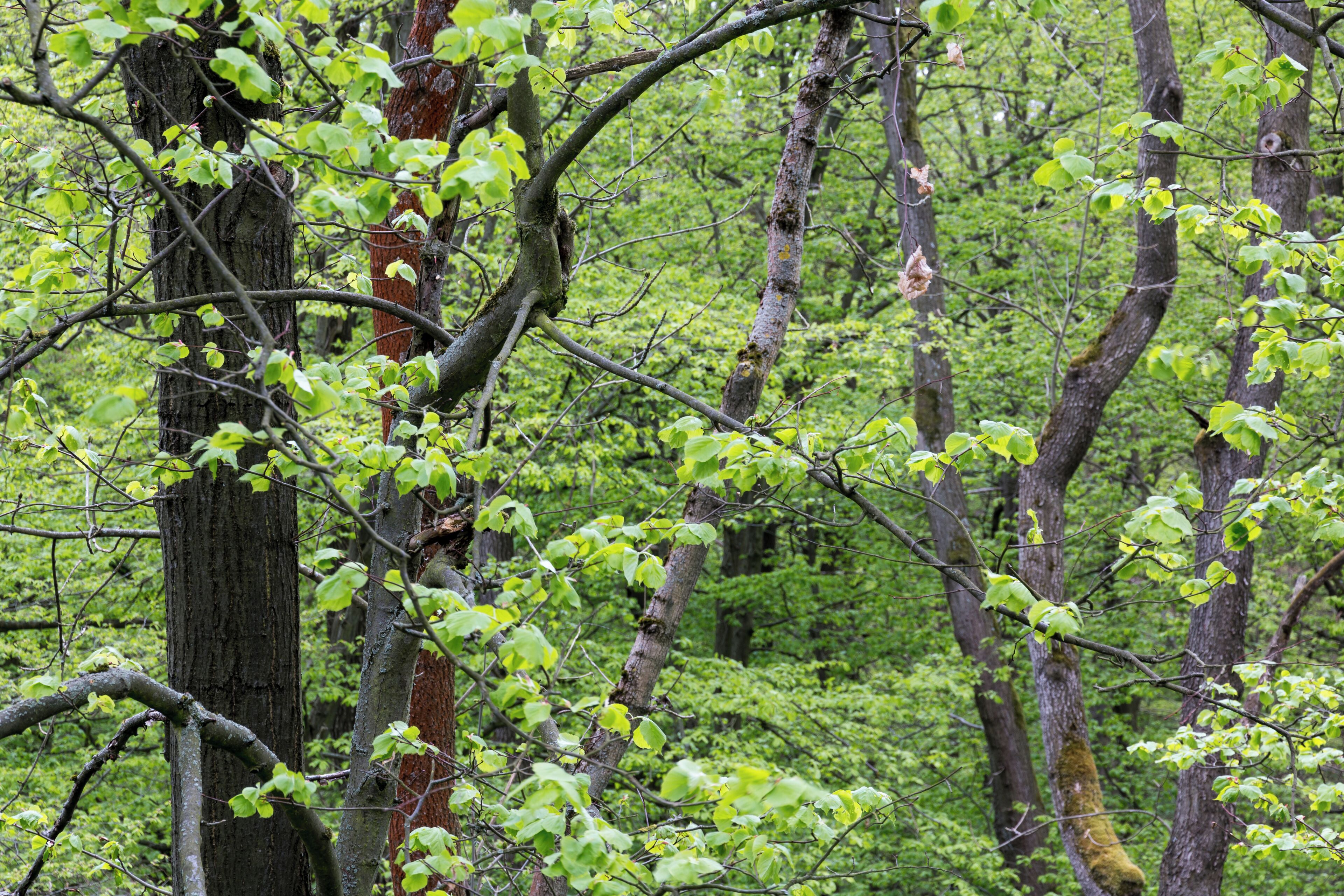 This is a picture of the protected area listed at WDPA under the ID