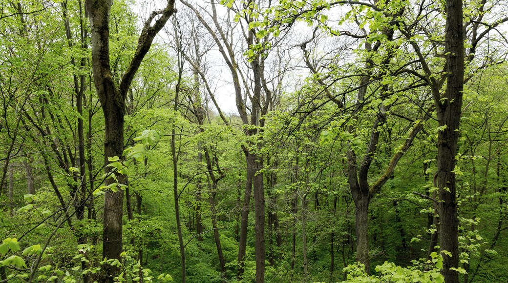 This is a picture of the protected area listed at WDPA under the ID