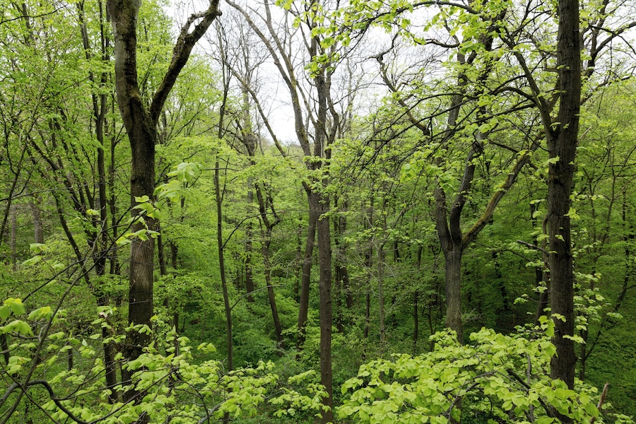 Un bosque denso con árboles altos y follaje verde exuberante.