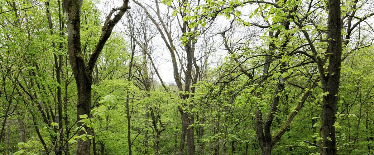 A dense forest with tall trees and lush green foliage.