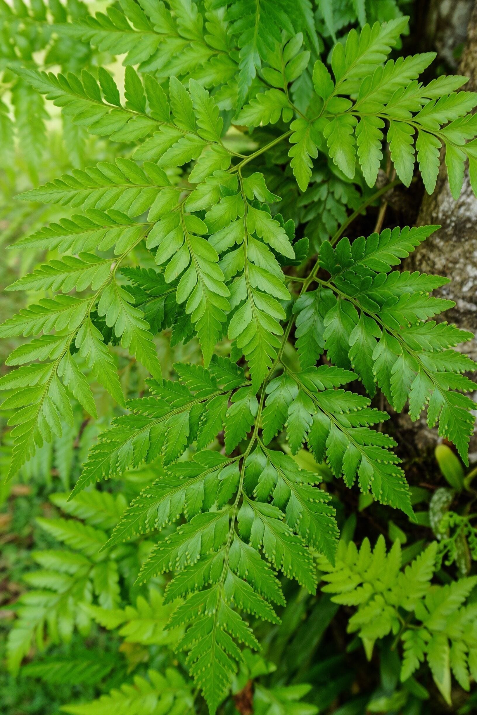 Ferns at Cetti Bay Overlook, Umatac, Guam 