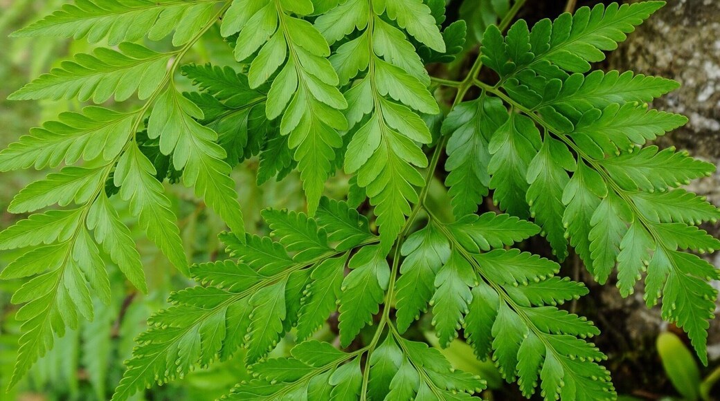 Ferns at Cetti Bay Overlook, Umatac, Guam