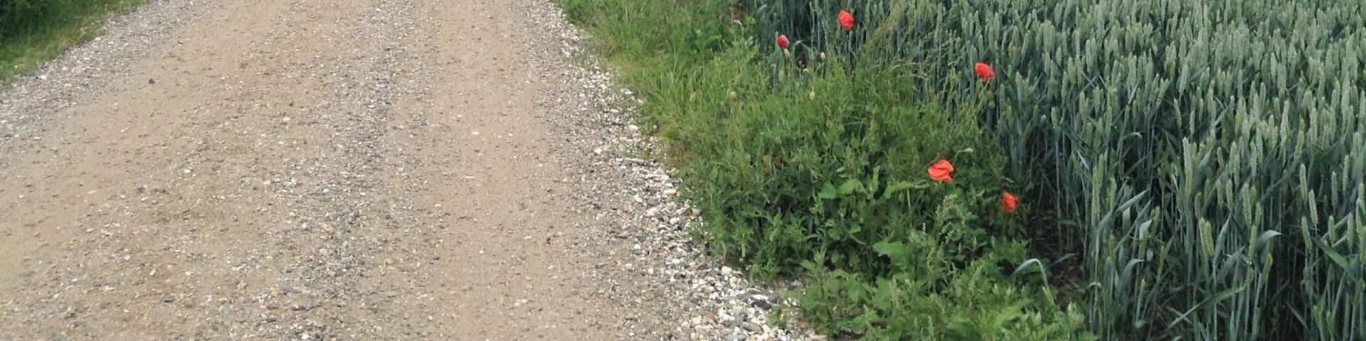 Cycling along route 40, amidst rolling hills and quiet farmlands. I enjoyed this particular view so much I later decided to paint it. Take a look here to read more about my bike ride:
http://www.regenevieve.com/blog/a-successfully-disorganized-bike-tour-in-denmark/