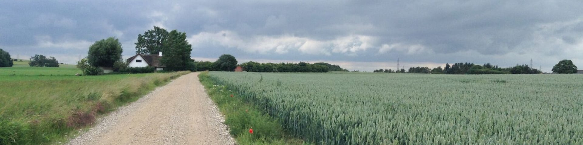 Cycling along route 40, amidst rolling hills and quiet farmlands. I enjoyed this particular view so much I later decided to paint it. Take a look here to read more about my bike ride:
http://www.regenevieve.com/blog/a-successfully-disorganized-bike-tour-in-denmark/