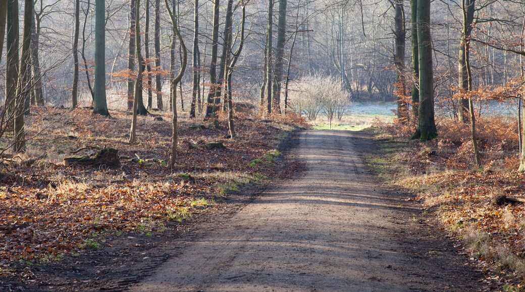 Folehaven forest in Hørsholm. 2008