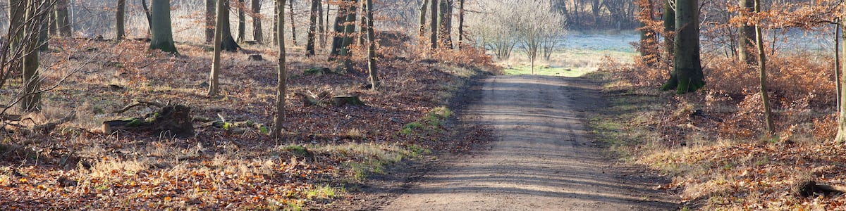 Folehaven forest in Hørsholm. 2008