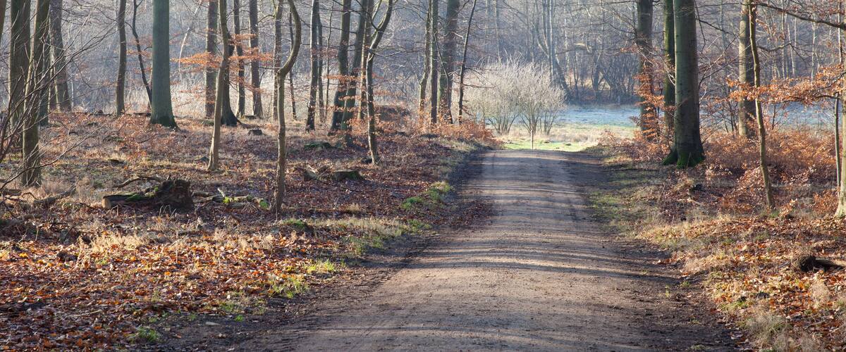 A dirt path through a forest with bare trees and a body of water in the distance.