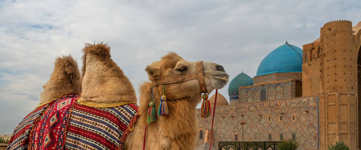 Two camels with colorful blankets in front of a historic building with blue domes and intricate tile work.