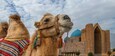 A Bactrian camel against the backdrop of the famous medieval mausoleum of Khoja Akhmet Yassaui in the Kazakh city of Turkestan