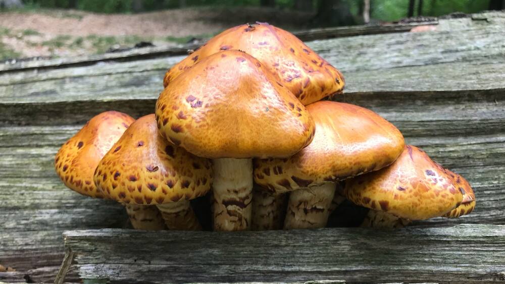 Eine Gruppe leuchtend orangefarbener Pilze mit braunen Flecken, die auf einem verwitterten Baumstamm im Wald wachsen.