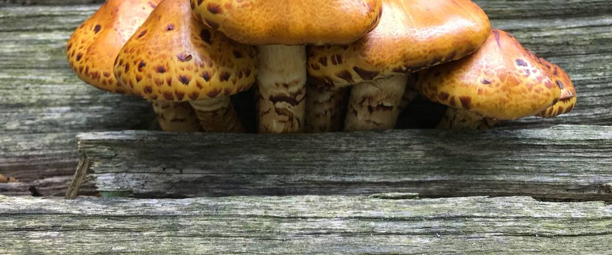 A cluster of orange mushrooms with brown spots growing on a weathered log in a forest.