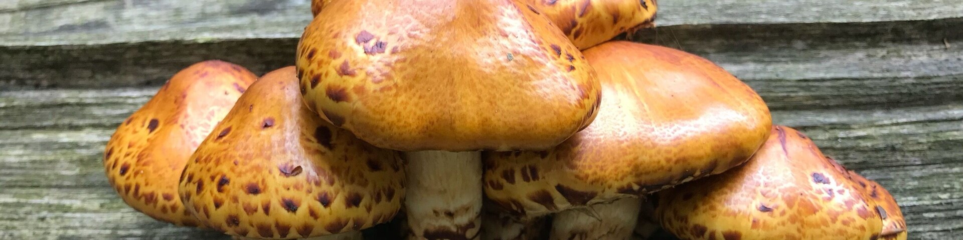 A cluster of orange mushrooms with brown spots growing on a weathered log in a forest.