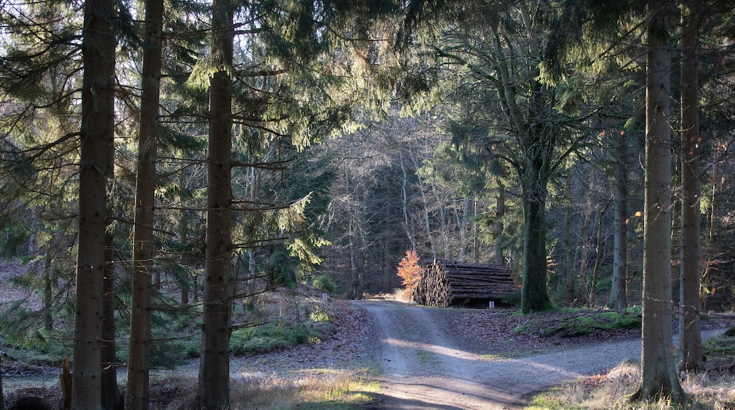 Gribskov in Denmark near Kagerup in winter 2019