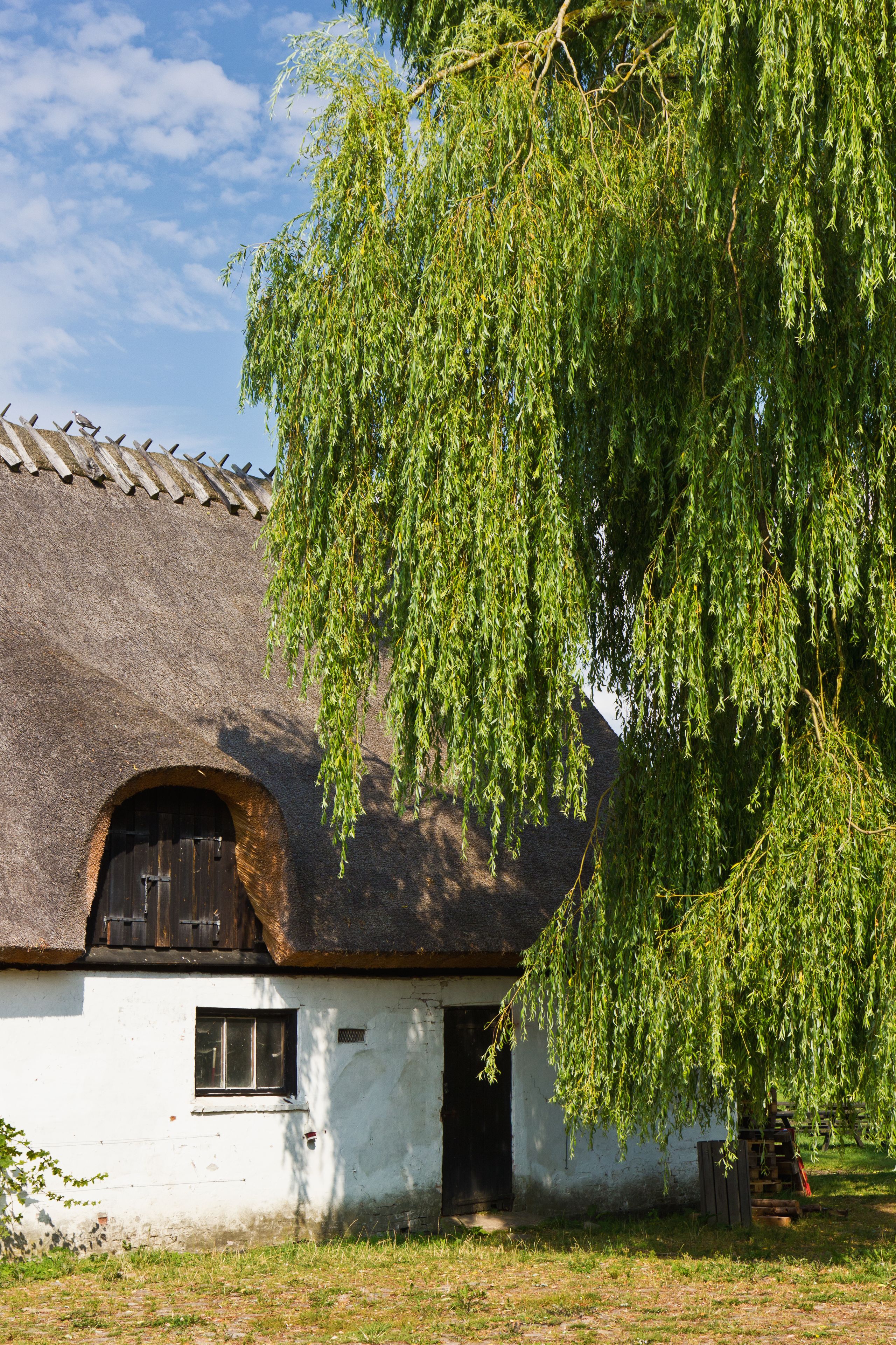 Una casa tradicional con techo de paja y fachada blanca, un gran árbol con ramas colgantes, y un cielo azul despejado.