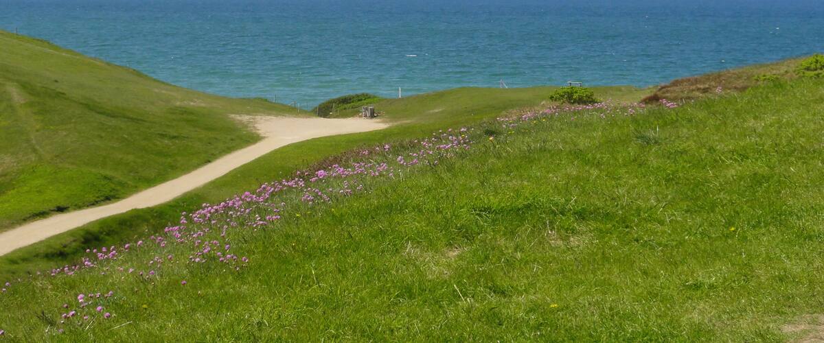 A coastal path with a grassy landscape and purple flowers leading to the sea.