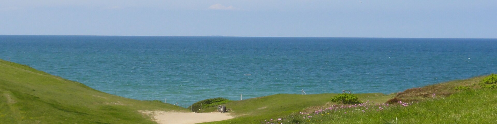 A coastal path with a grassy landscape and purple flowers leading to the sea.